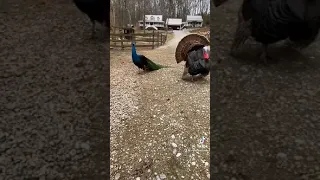 Peacock vs Turkey. Tail-Off battle #shorts