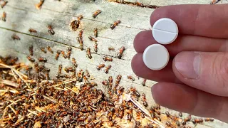 How To Quickly Get Rid Of Ants And Aphids Forever, 100% Effective! +10 Recipes