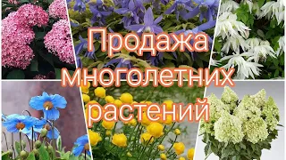 ПРОДАЖА МНОГОЛЕТНИХ РАСТЕНИЙ .