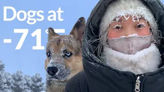 Walking in the winter park with blue-eyed shepsky dog at -60 in Yakutsk