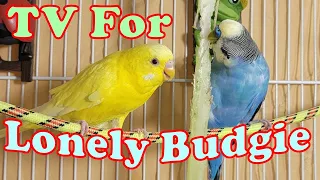 8 Hr Happy Parakeets Sing Playing & Eating, Cute Budgies Chirping. Reduce Stress of lonely Birds