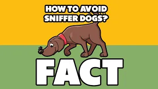 The Trick Danish Fishermen Used to Outsmart Sniffer Dogs! FACT!