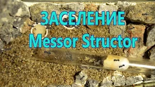 Муравьиная ферма (Формикарий) Заселение Messor Structor (1 часть). ANT FARM