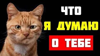 Язык и психология кота: что он думает о нас