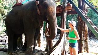 Ко-Чанг 2017 слоны и водопад