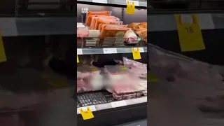 Possum Prowls through Coles meat aisle