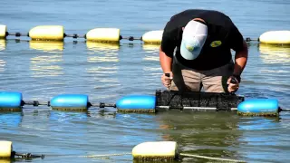 Oyster Aquaculture Equipment: SEAPA Baskets