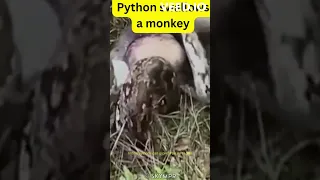 Python swallows a monkey  #hunting #huntingshorts #wildhunt #ytshorts #snakevideo