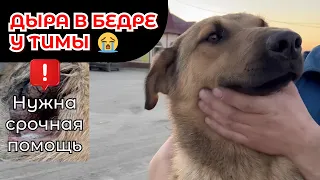 РАСТРЕЛЯННЫЙ ПЁС ТИМ ПРОСИТ ВАС СПАСТИ ЕМУ ЖИЗНЬ 😭