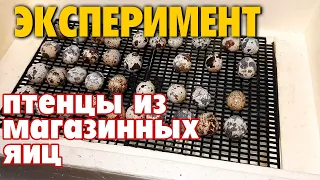 ТЕПЕРЬ У МЕНЯ ФЕРМА ВСЕ НАЧИНАЛОСЬ С ЭТОГО ВИДЕО