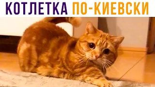 КОТЛЕТКА ПО-КИЕВСКИ) Приколы с котами | Мемозг #494