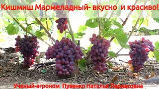 Виноград Кишмиш Мармеладный - ранний срок созревания  и хороший вкус (Пузенко Наталья Лариасовна)