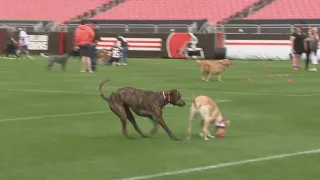 More than 500 dogs get to play inside Cleveland Browns Stadium