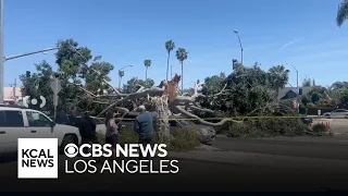 Winds topple massive tree in Mar Vista