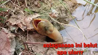 mancing belut di sawah dapat belut besarr