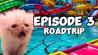 CAT MEMES: FAMILY ROADTRIP COMPILATION EP[.3