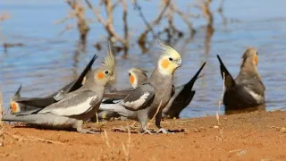 Wild COCKATIELS in Australia | Cockatiels are the BEST | Cockatiel Funny Videos | Nature