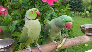 Happy Parrot Sounds | Talking Ringneck Parrot Happy Sounds