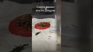 colonie de messor structor polygyne reçu aujourd'hui.