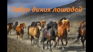 Дикие лошади окружили нас в Крыму