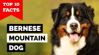 Bernese Mountain Dog - Top 10 Facts