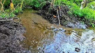 Beaver Dam Removal Beyond The Tree At Mother Beaver Dam #2 Part 5 of 5 Finale||We Drained The Swamp!