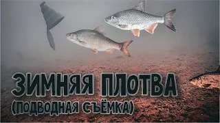 Плотва Зимой 2020...Рыбалка на Мормышку и Донку...(Подводная Съёмка )