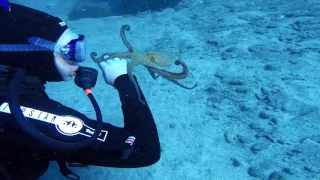 Momento mágico entre un cariñoso pulpo y una submarinista en Tenerife