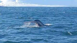 Blue whale in Eyjafjörður, Iceland.