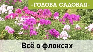 Голова садовая - Всё о флоксах