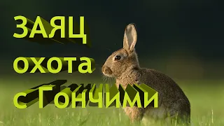 ОХОТА С ГОНЧИМИ на ЗАЙЦА!!!