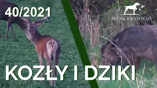 SUDECKA OSTOJA 40/2021. Polowanie na dziki. Hunting in Poland. Jelenie, daniele, dziki, sarny zające