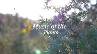 A tribute to Bamboo, our portable Music of the Plants device