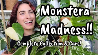 Complete Variegated Monstera Collection!! 🌿✨️ every albo, aurea, Thai con + more in my collection! 🩷