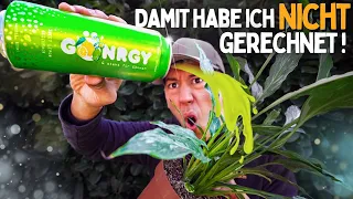 Pflanze mit Energy Drink gießen? 😱 Das ist passiert!? Monte Gönrgy Experiment!