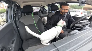 Tripod Cat takes Car ride to the vet and cry befor and after vaccinaion.