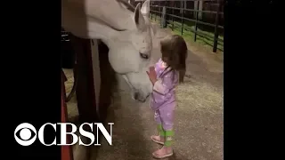 Little girl soothes horse in viral video