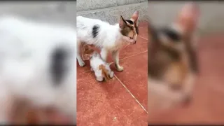 Mother cat kills her kitten OMG