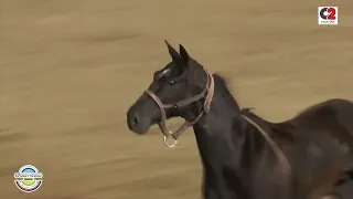 10/01.Campeonato Nacional de Jineteada del Festival de Jesús María en la categoría Crina Limpia