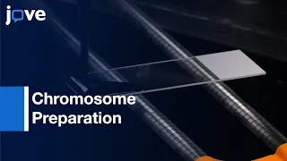 Chromosome Preparation