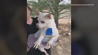 98 Chihuahuas rescued from 'horrible conditions' at Socorro home