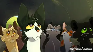Коты воители клип:"Убийца"