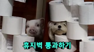 미니피그와 강아지의 휴지벽 통과하기 Passing the waste paper Wall