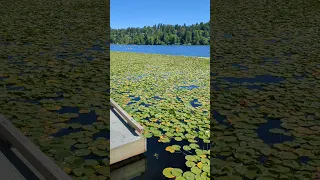 Deer lake park Fishing dock #nature #beauty #life #park #canada