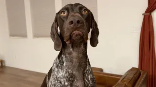 6 Ways My Dog Tries To Get My Attention | German Shorthaired Pointer