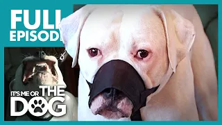 The Aggressive American Bulldog: Jed | Full Episode | It's Me or the Dog