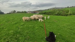 Sheepdog Training .Will they work together, two 12mth and one 3yr old sheepdog. What could go wrong?