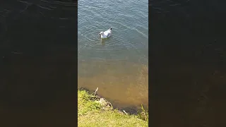 ОГО! ТАК ГРОМКО ИЗДАЕТ ЗВУКИ ЧАЙКА В РЕКЕ! WOW! SO LOUD THE SOUNDS OF A SEAGULL IN THE RIVER!