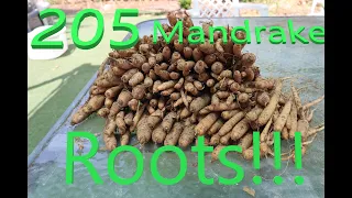 I Dug 205 Mandrake Roots!!! Real Mandragora officinarum Roots Grown From Seeds 2022