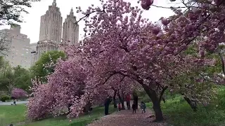Cherry Blossoms in Central Park at the Jackie Onassis Reservoir.  Pre-Pandemic 2019